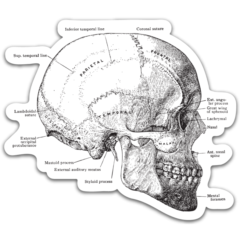 Vintage Anatomical Skull Sticker