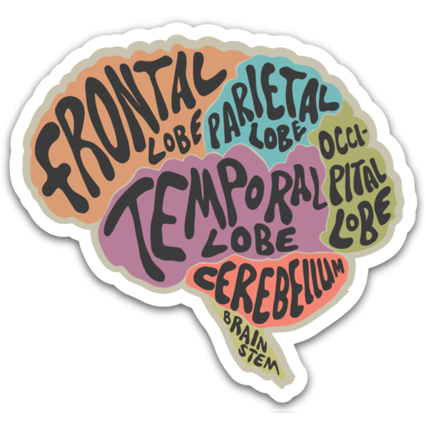 Anatomical Brain Sticker